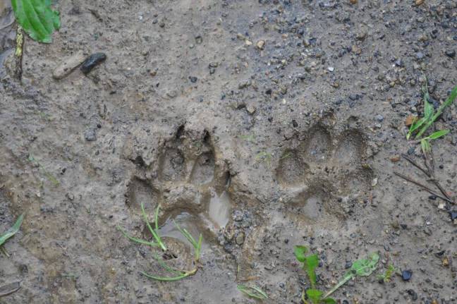 Paw prints in ground