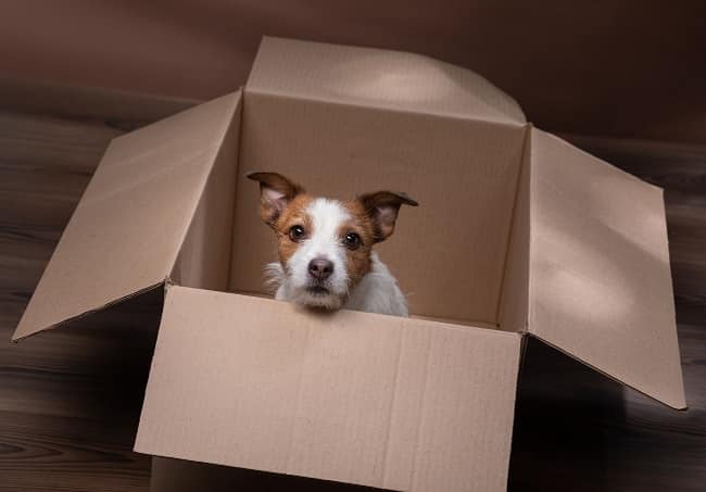 A dog sitting in one of the smaller moving boxes in Seattle